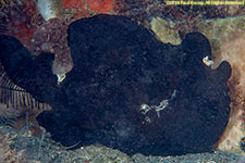 black frogfish